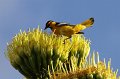 Bullock's Oriole 2011_07_15_1568